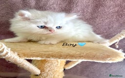 Persian cats for sale: Purebred Persian Kittens Rare White Coat&Blue Eyes - Image 5