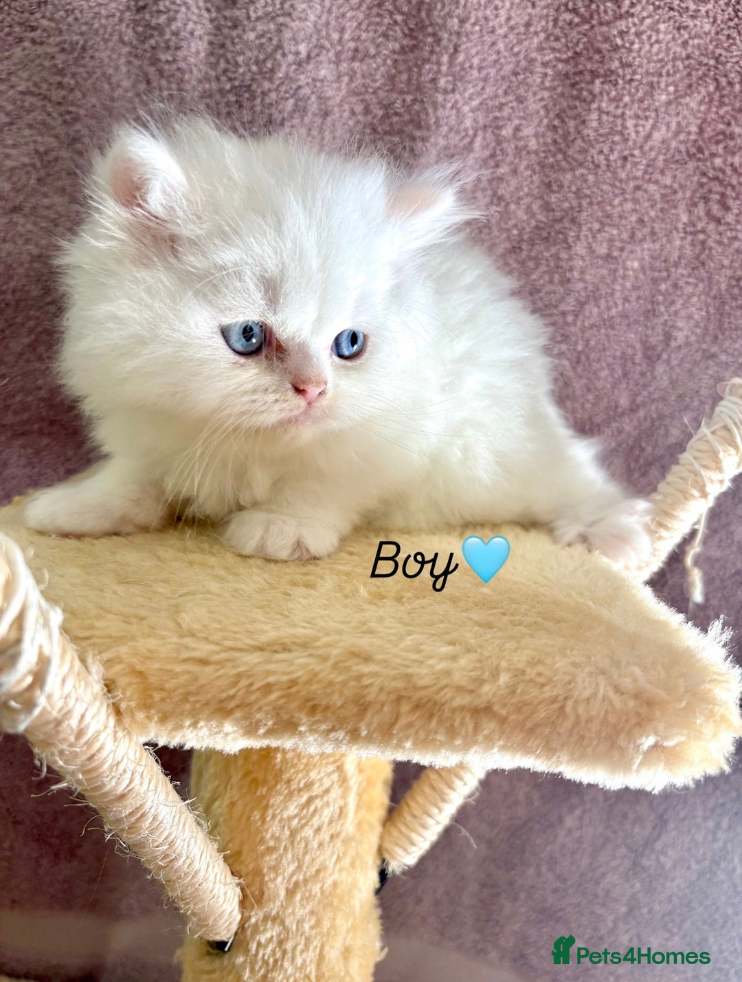 Persian cats for sale: Purebred Persian Kittens Rare White Coat&Blue Eyes - Image 5