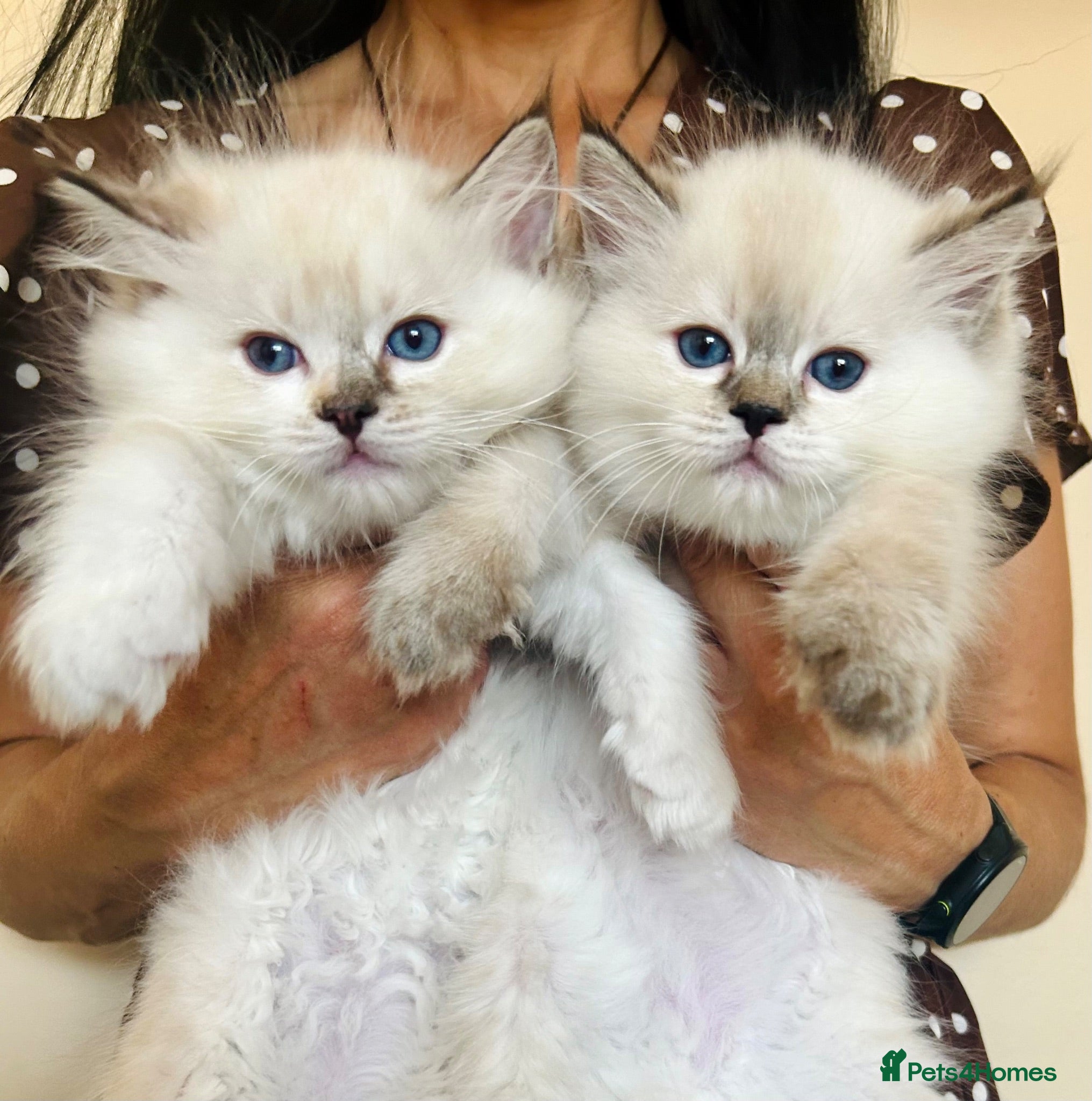 Ragdoll cats Stunning GCCF reg kittens, reputable breeder - Advert 7