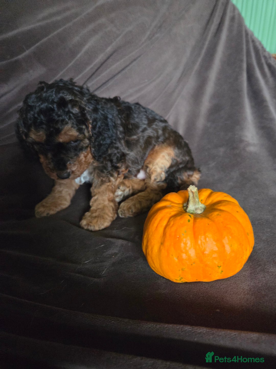 Cockapoo dogs for sale:  Show Quality F2b Cockapoo Pups        - Advert 6