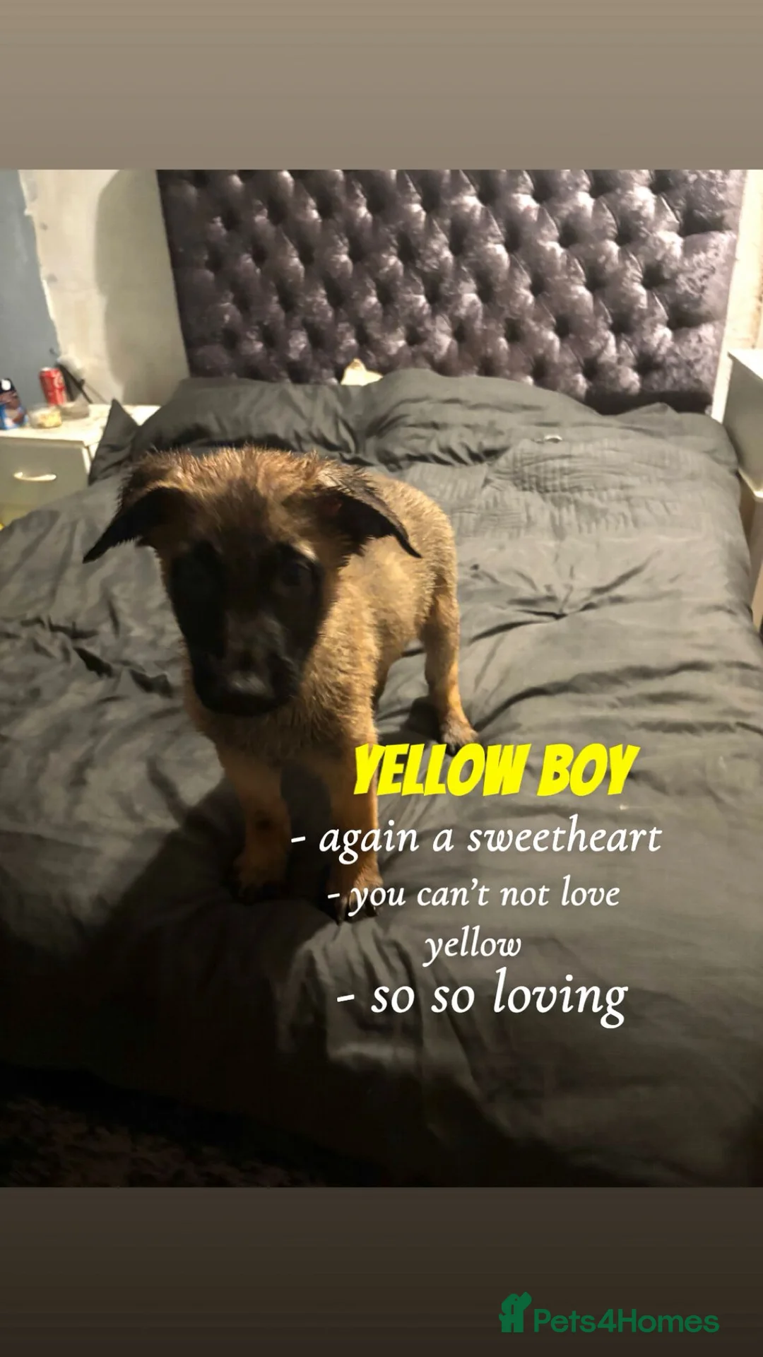 Mixed Breed dogs for sale: Beautiful german shepherd cross belgium malis pups - Advert 5