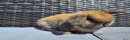 Mini Lop rabbits for sale: Beautiful Mini Lop Bunnies - Advert 3
