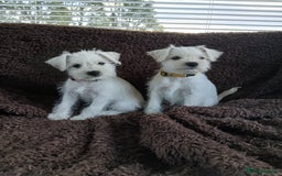 Miniature Schnauzer dogs for sale: Adorable white schnauzer puppy-last one left now  - Image 4