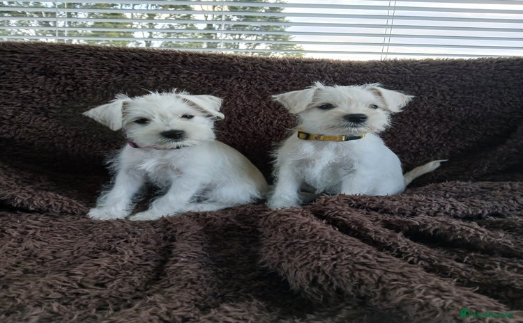 Miniature Schnauzer dogs - Advert 1