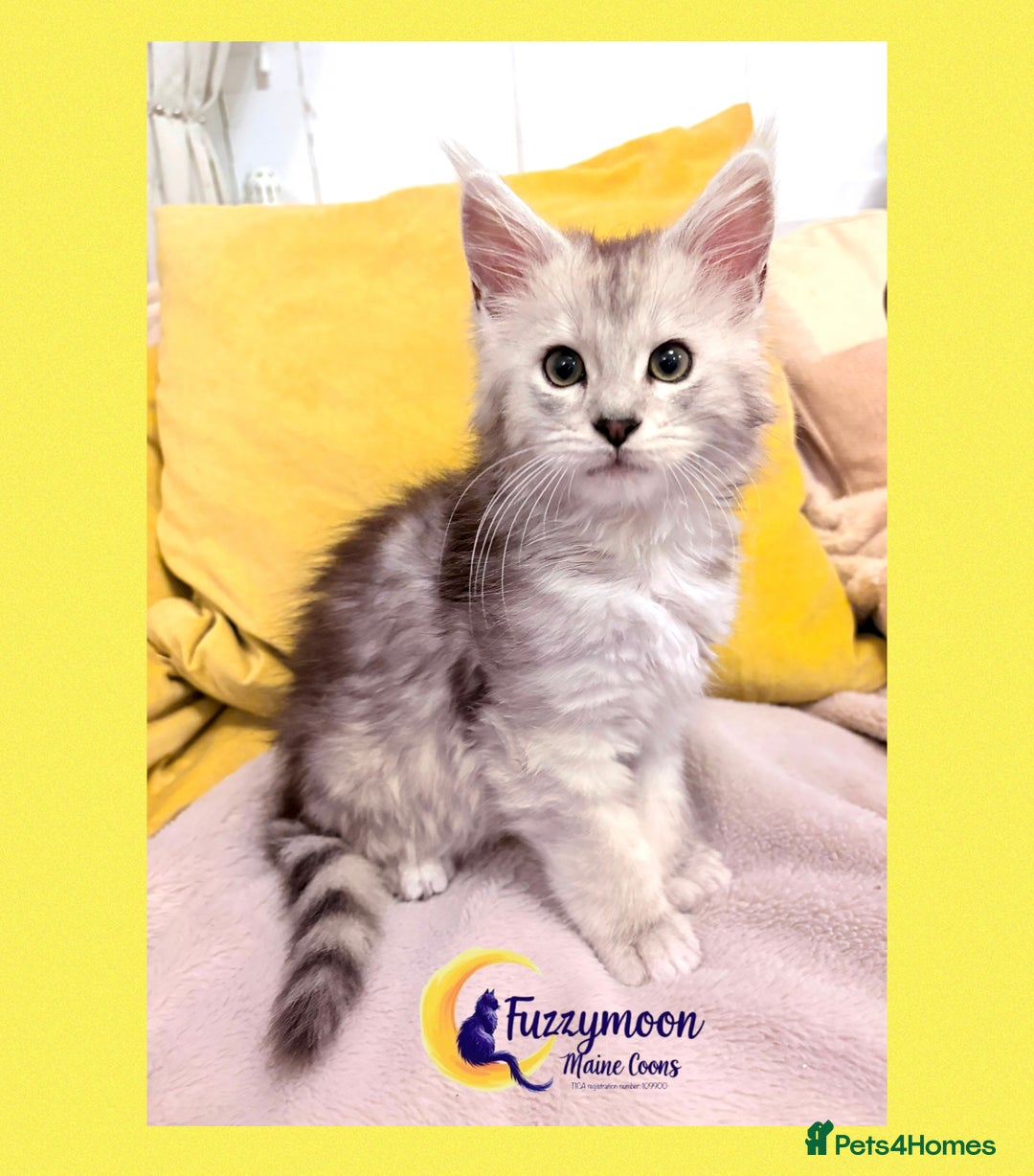 Maine Coon cats for sale: Gorgeous Shaded Pedigree Maine Coon Kittens - Advert 23