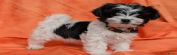 Yorkshire Terrier dogs for sale: Stunning Yorkshire Litter of Unique Colours - Advert 9