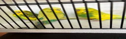 Budgerigars birds for sale: Mixed aged budgies in Leicester - Advert 5