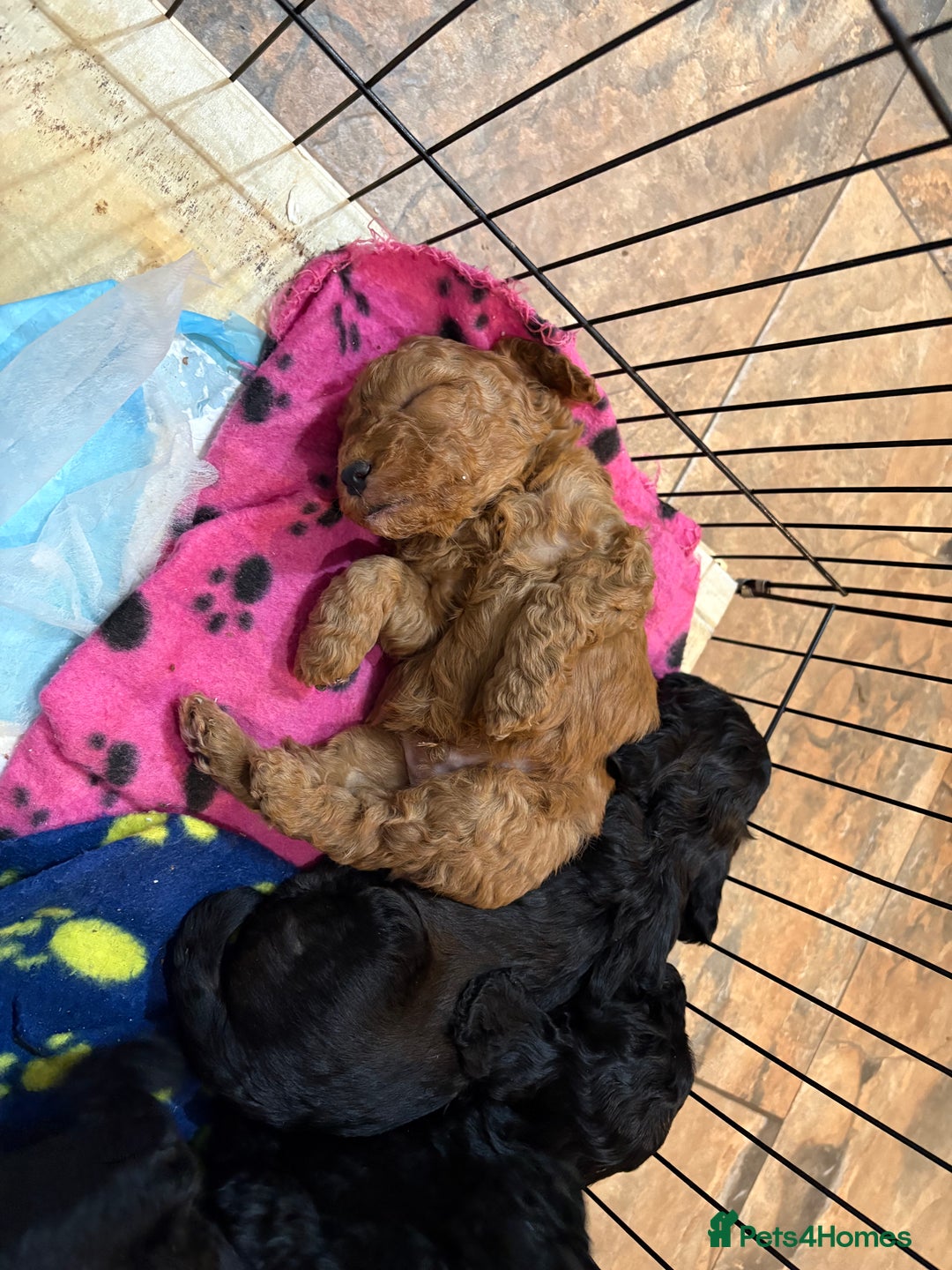 Cockapoo dogs for sale: Cockapoo Puppies - Advert 5