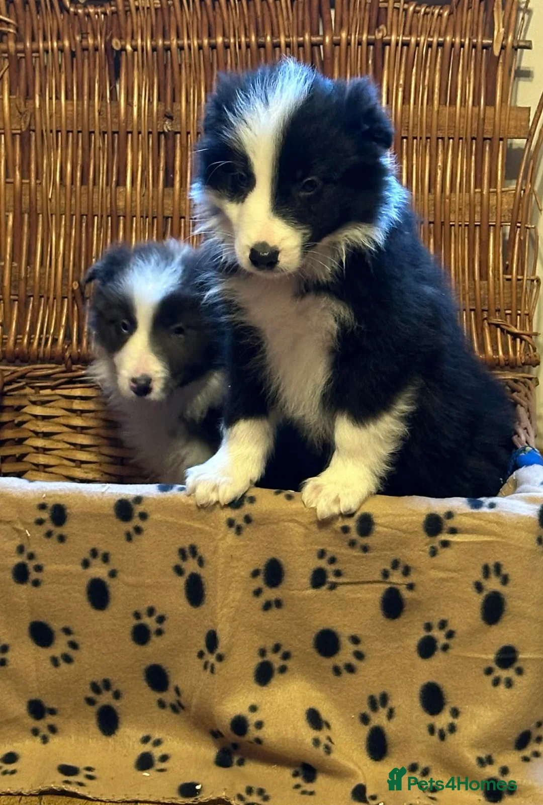 Border Collie dogs for sale: Stunning border collie puppies  - Advert 7