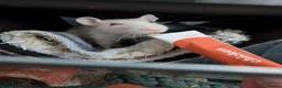 Rat rodents for sale: Three lovely ladies available  - Advert 2