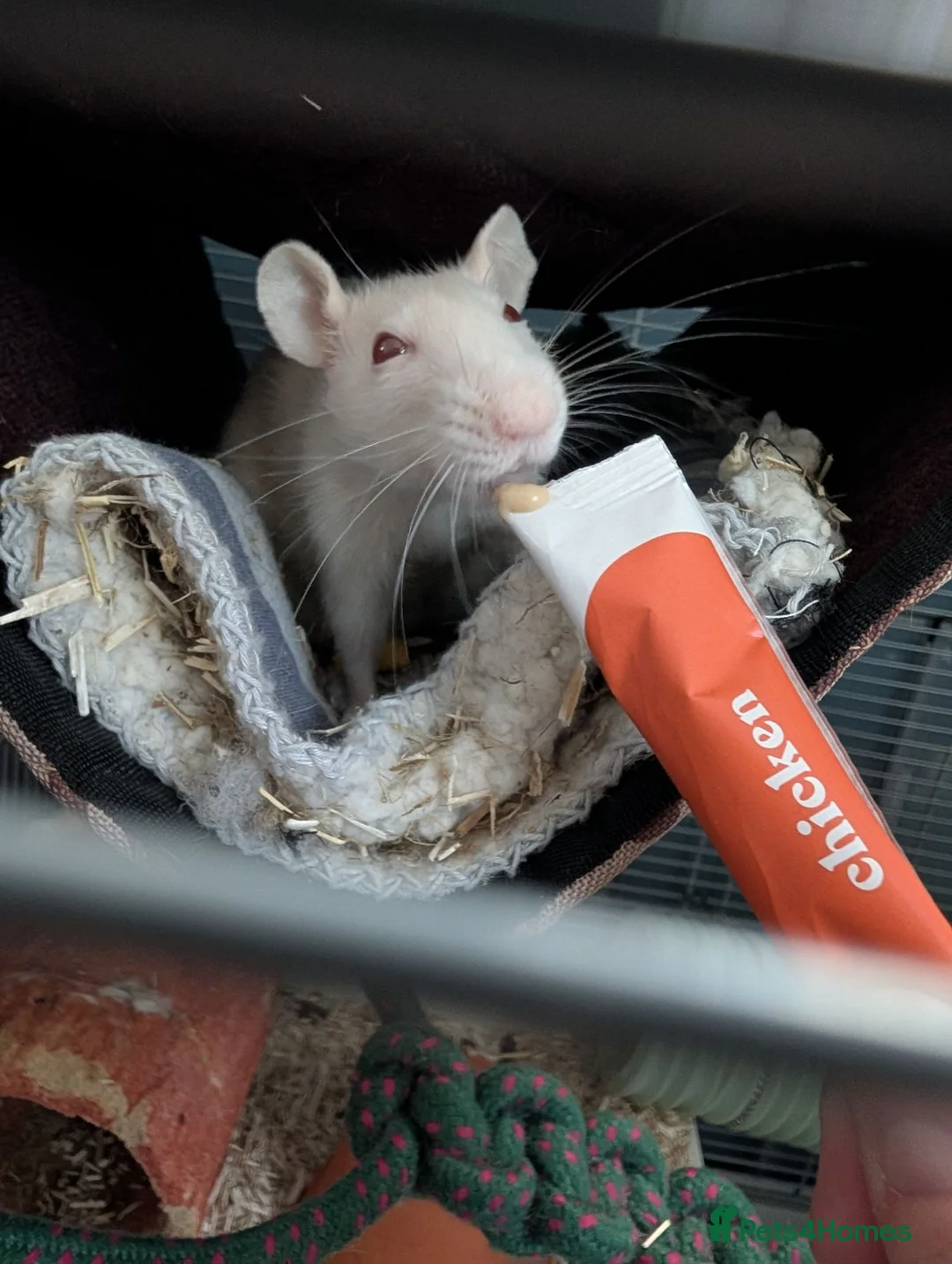 Rat rodents for sale: Three lovely ladies available  - Advert 2