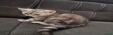 British Shorthair 2