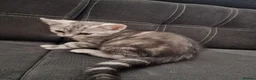 British Shorthair cats for sale: 2 Beautiful British Short-hair and X daddy kittens - Advert 5