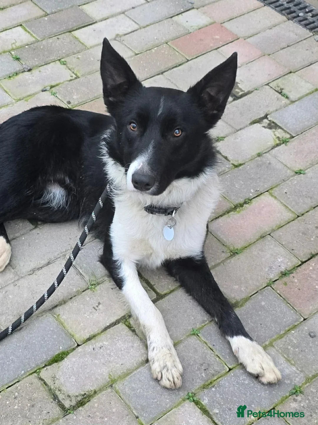 Mixed Breed dogs for adoption: RONNIE - Advert 1