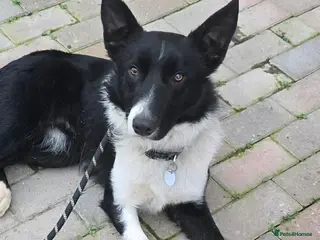 Mixed Breed dogs RONNIE - Advert 1