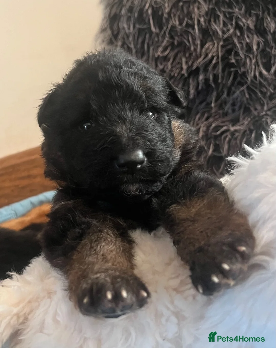 German Shepherd dogs for sale: Stunning GSD puppies for sale  - Advert 7