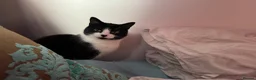 Mixed Breed cats for sale: Mavis - Advert 6