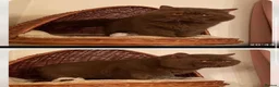 British Longhair cats for sale: Champion Bloodlined Stud Boy‼️ - Advert 4