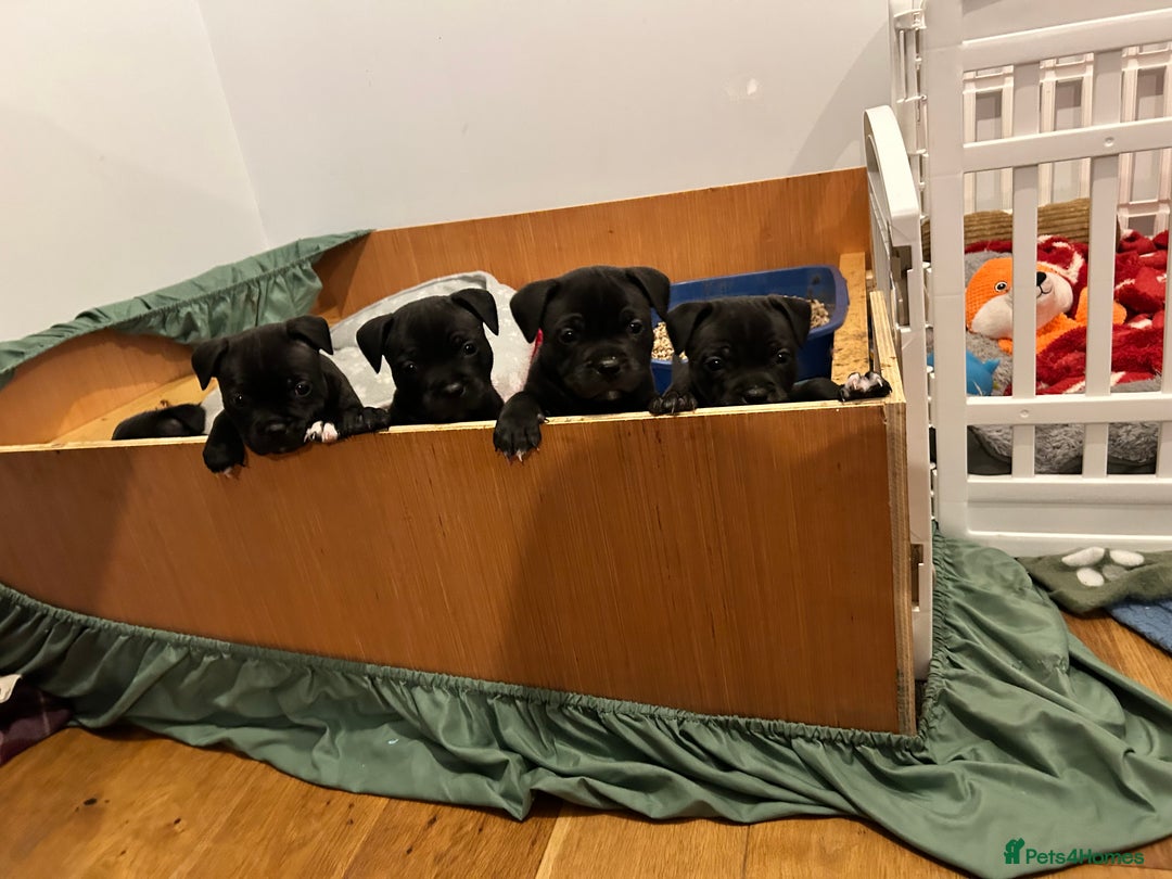 Staffordshire Bull Terrier dogs for sale: Staffordshire bull terrier puppies - Advert 14