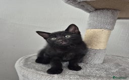 Mixed Breed cats for sale: 4 adorable kittens - Image 4