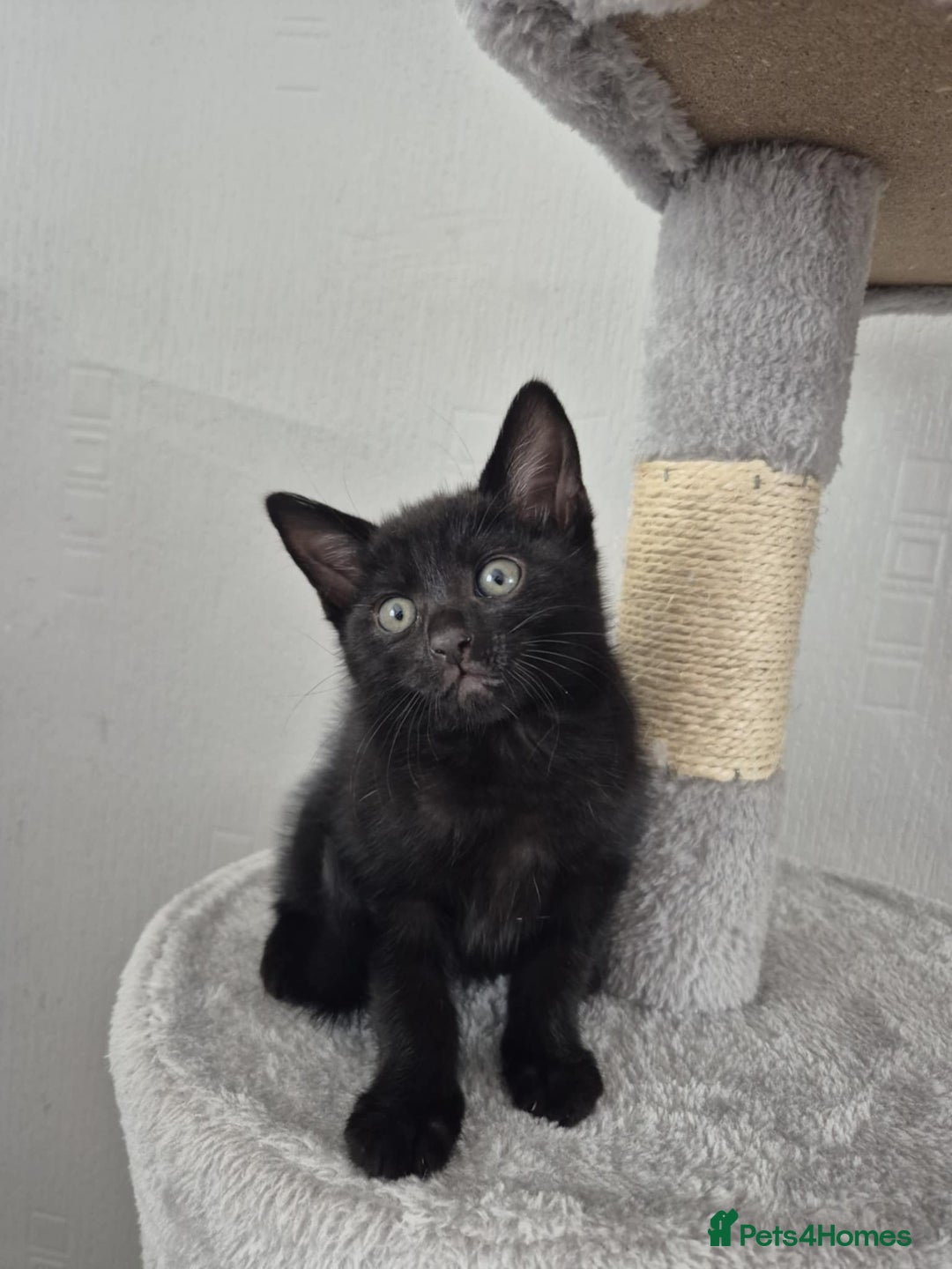 Mixed Breed cats for sale: 4 adorable kittens - Image 4