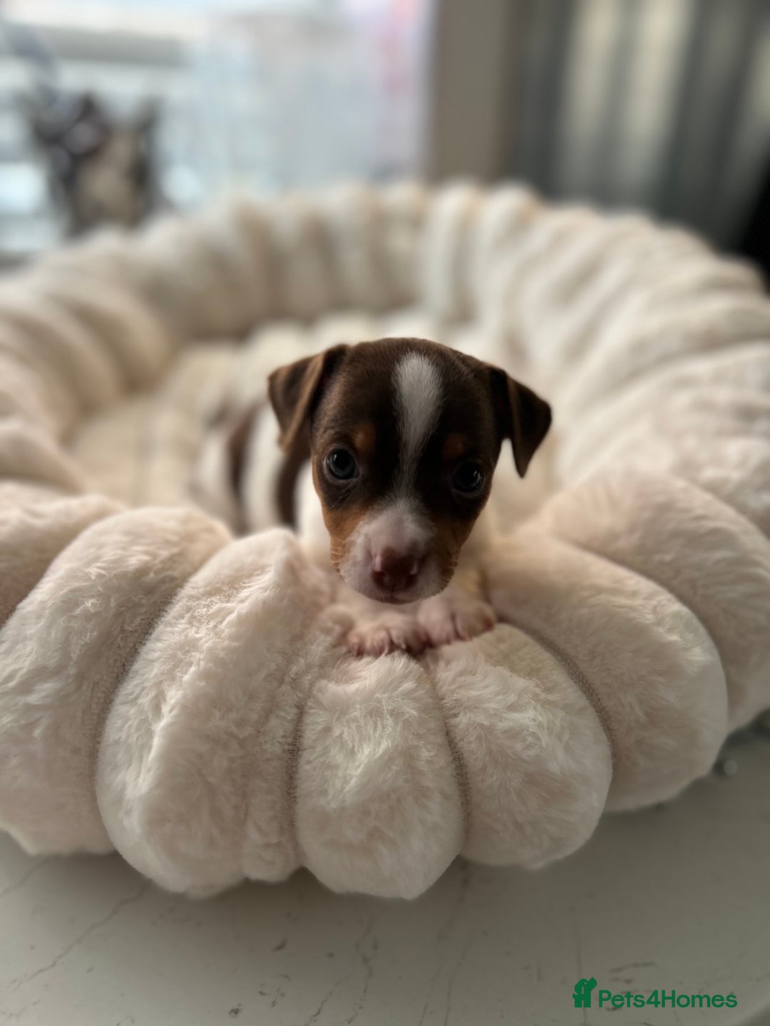 Jack Russell dogs for sale: READY NOW - beautiful tiny choc babies! 1 girly  - Image 27