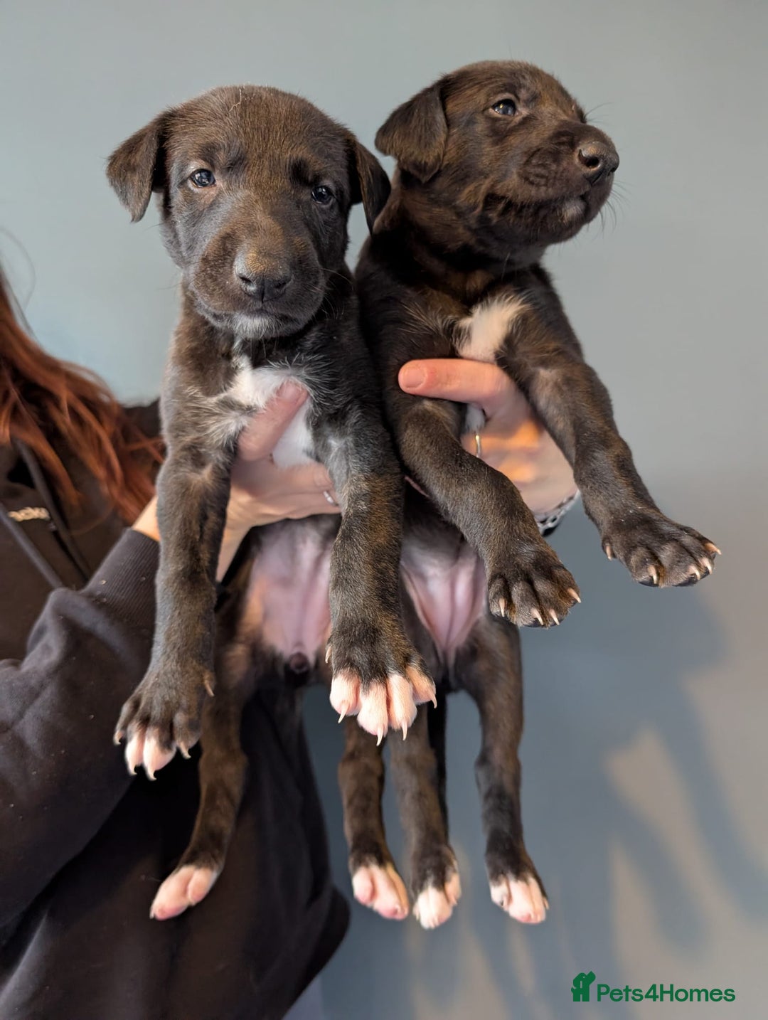 Deerhound dogs for sale: Deerhound bitches  - Image 1