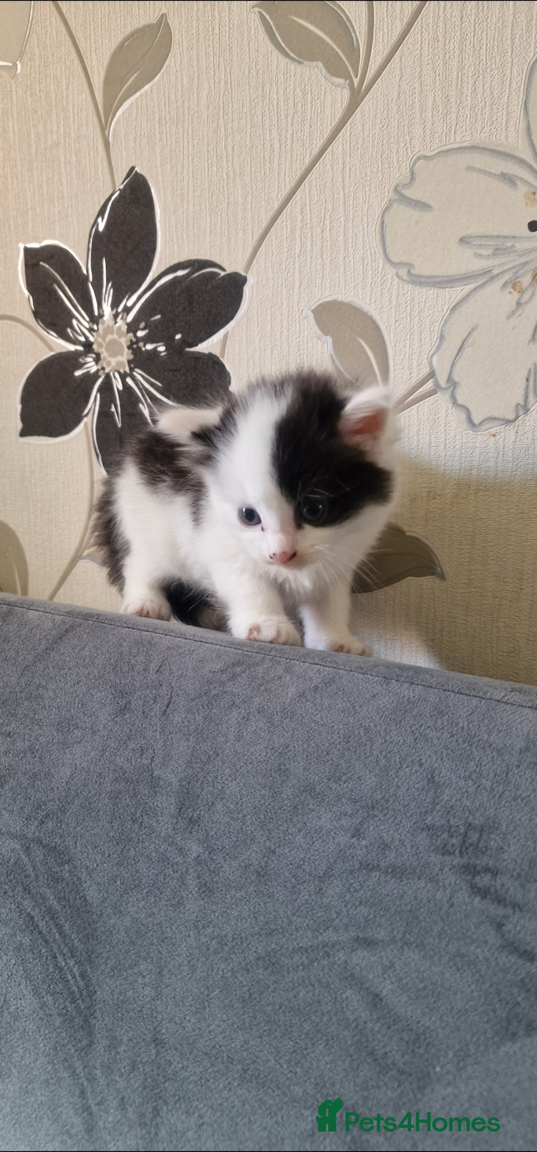American Shorthair cats for sale: Fluffy Black&White Kittens Ready for Loving Homes - Image 5