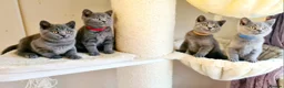 British Shorthair cats for sale: British shorthair blue kittens  - Advert 6