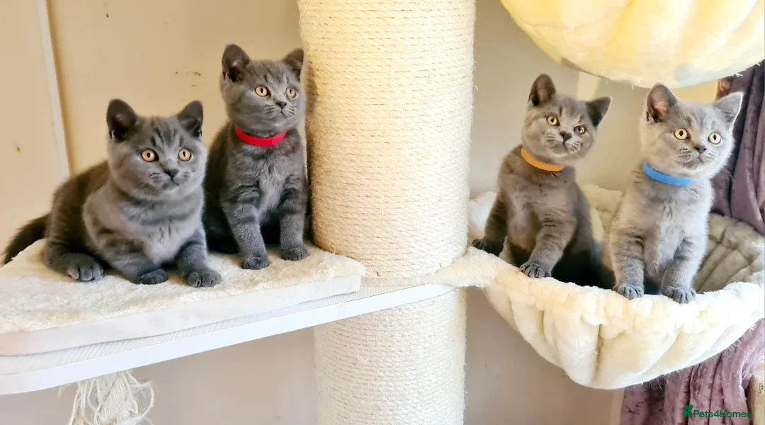 British Shorthair cats for sale: British shorthair blue kittens  - Advert 6
