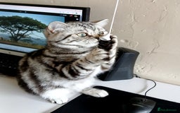 British Shorthair cats for sale: BSH.Silver Classic Tabby.ACTIVE. - Image 8