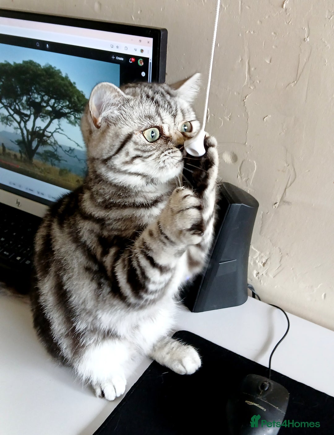 British Shorthair cats for sale: BSH.Silver Classic Tabby.ACTIVE. - Image 8