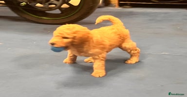 Goldendoodle dogs - Advert 1