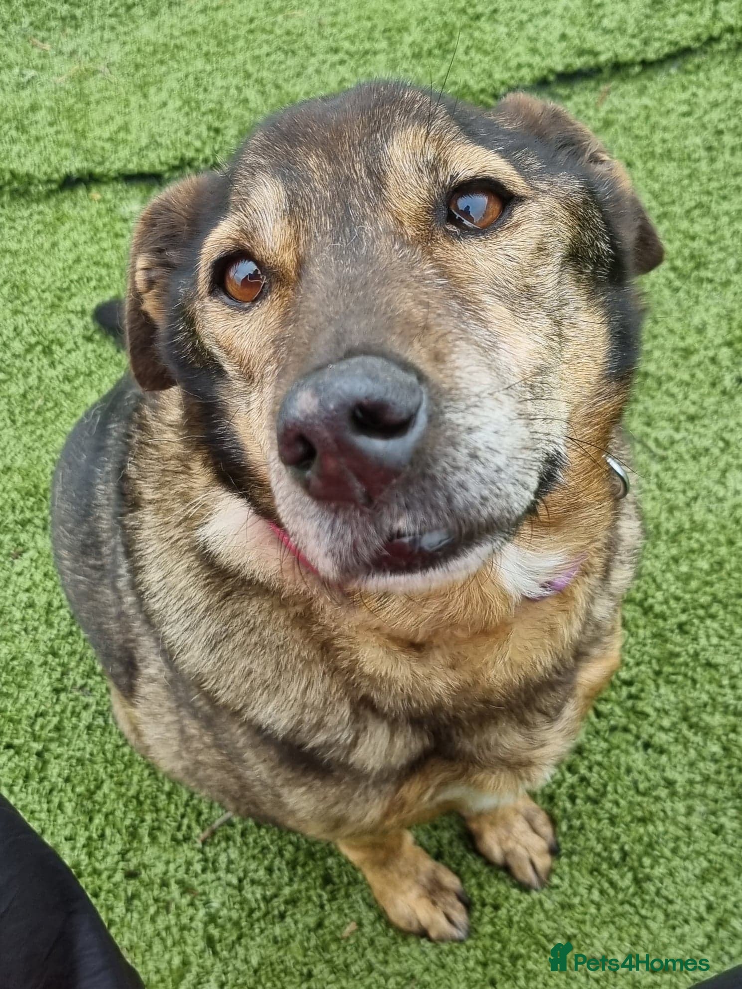 Mixed Breed dogs Iza - looking for a family of her own in Ayr - Advert 12