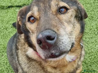 Mixed Breed dogs Iza - looking for a family of her own in Ayr - Advert 13