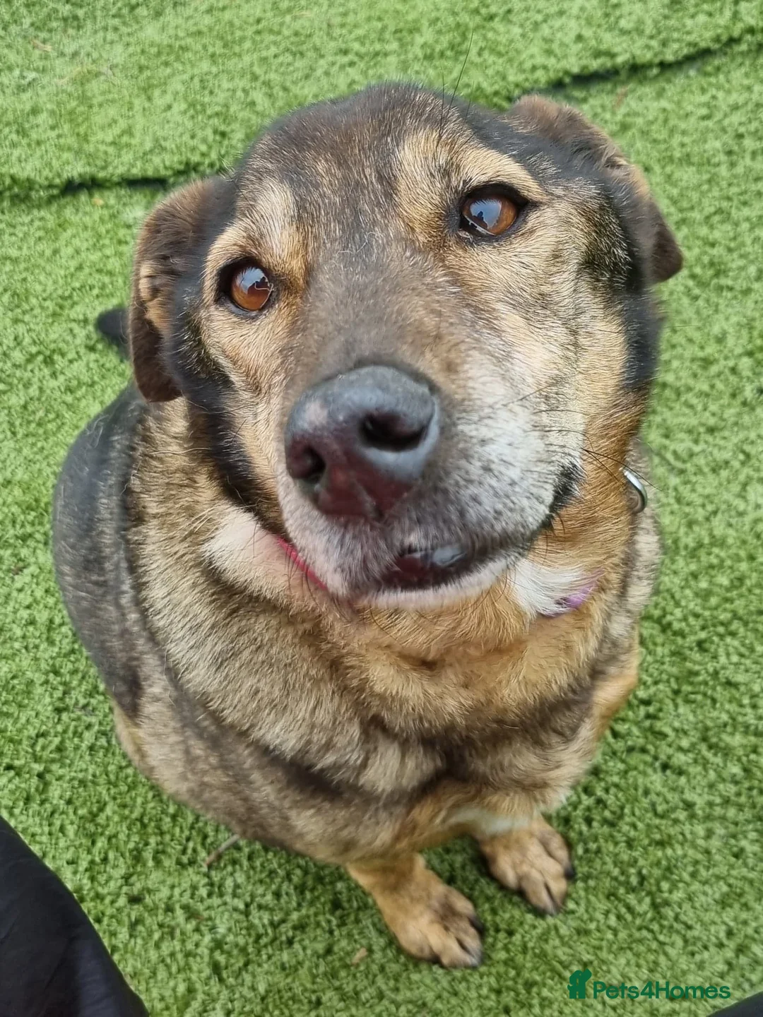 Mixed Breed dogs for adoption: Iza - looking for a family of her own in Ayr - Advert 1