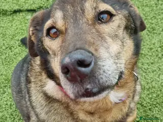 Mixed Breed dogs Iza - looking for a family of her own in Ayr - Advert 11