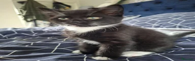 Mixed Breed Kitten 3