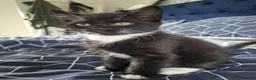 Mixed Breed cats for sale: 1 White male, 1 White female, 1 black and white  - Advert 4