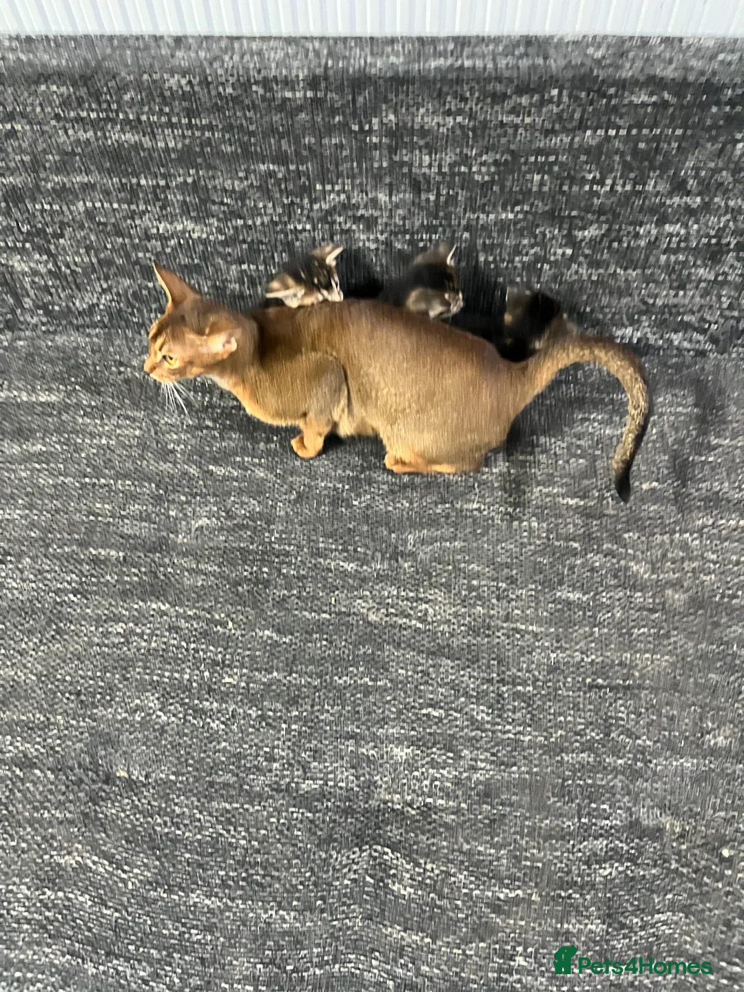 Mixed Breed cats for sale: 🐾 Three Little Paws Looking for Loving Homes ❤ - Advert 2