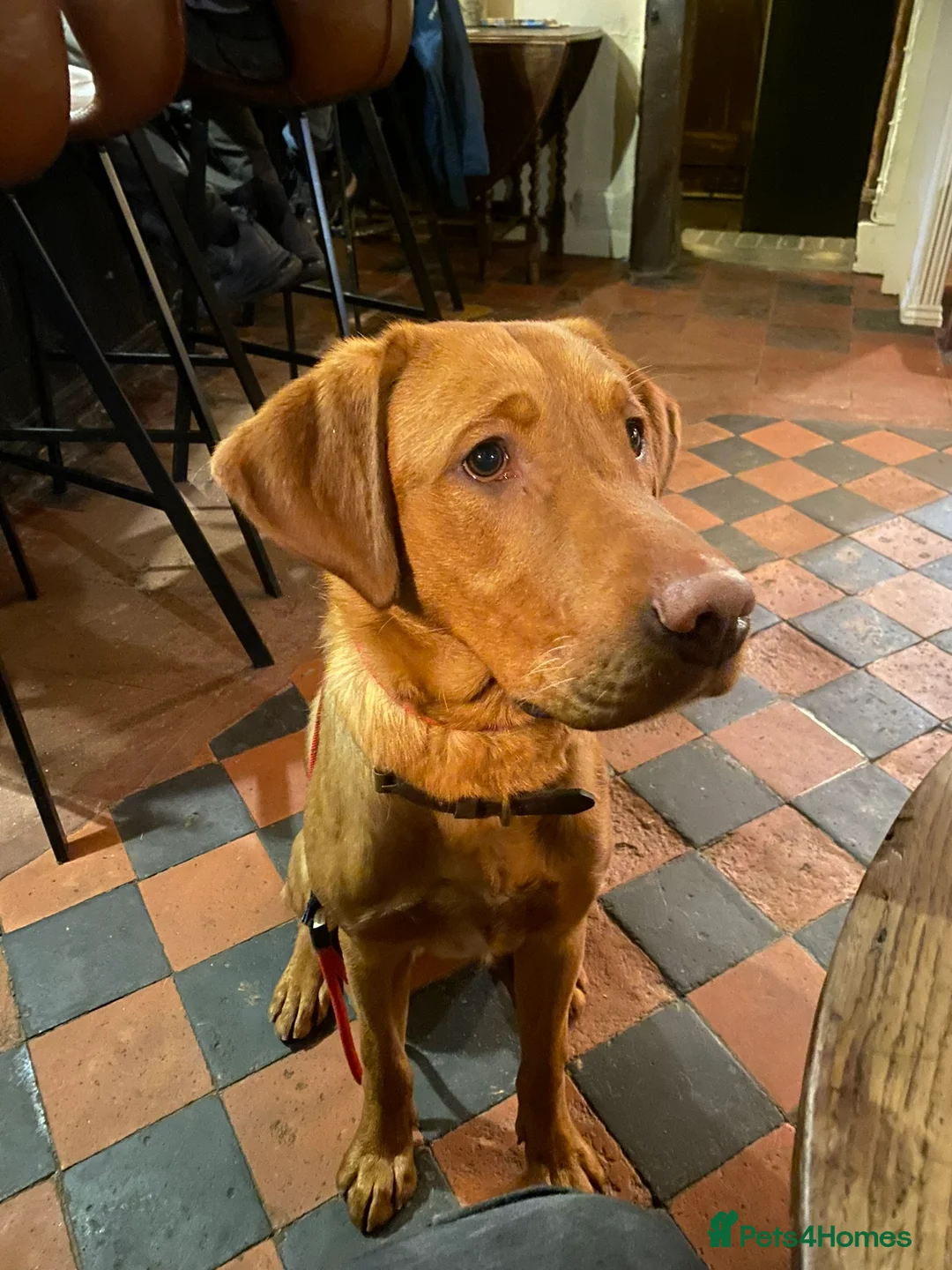 Labrador Retriever dogs for stud: Stunning KC dark Fox Red stud in Ware - Advert 6