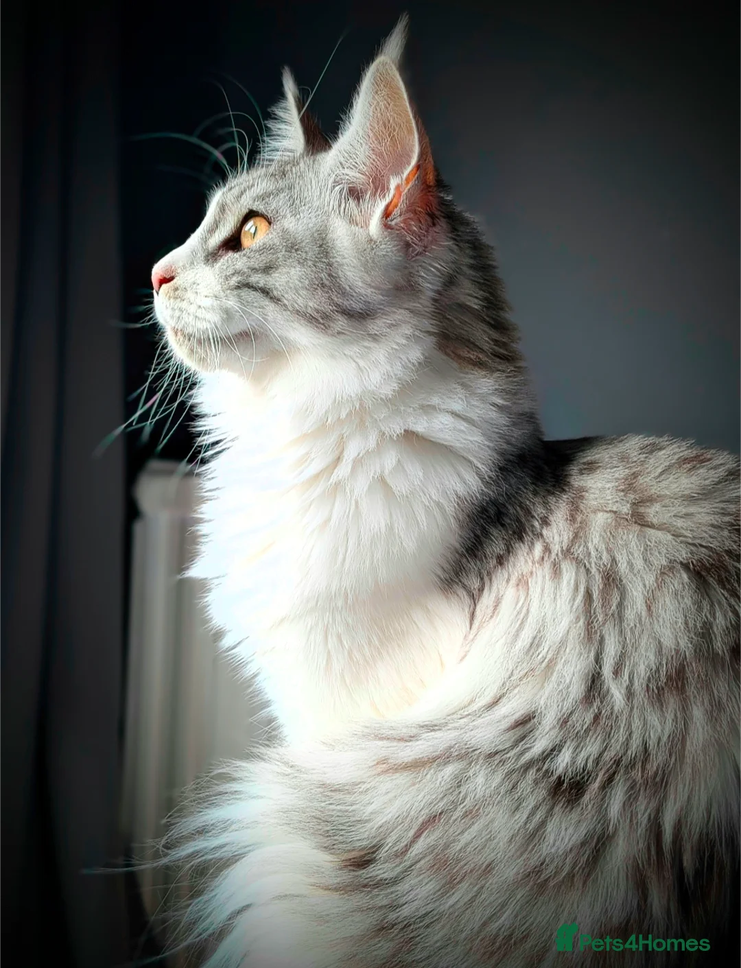 Maine Coon cats for sale: Little balls of fur looking for their new home - Advert 1