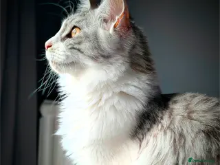 Maine Coon cats Little balls of fur looking for their new home - Advert 1