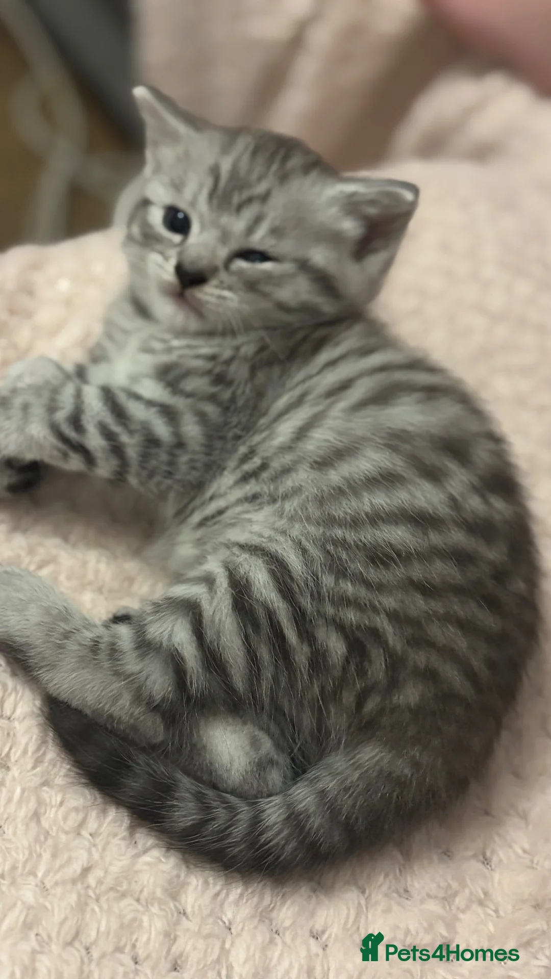 British Shorthair cats for sale: Silver tipped BSH - Advert 2