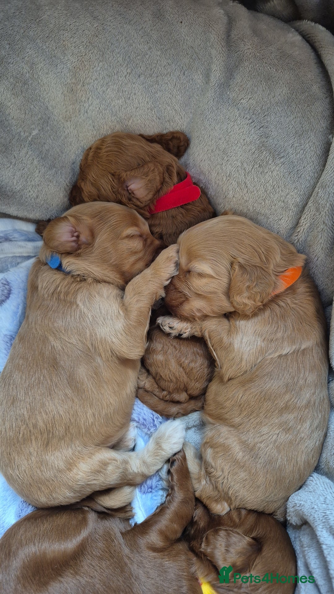 Cockapoo dogs for sale: 2 weeks old cockapoos  - Image 2