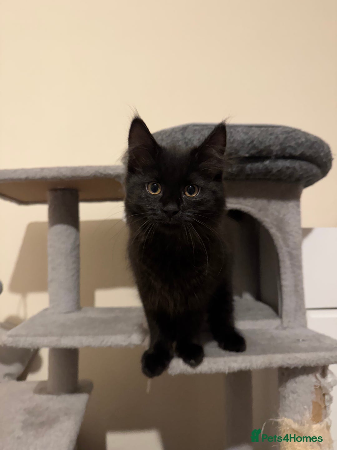 Mixed Breed cats for sale: 4 lovely kittens 🐈‍⬛ for sale - Advert 10