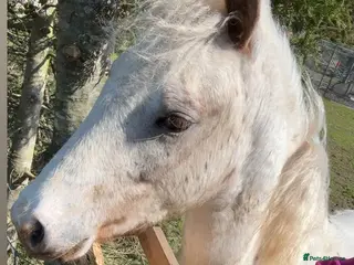 Appaloosa horses Appaloosa x Welsh section D - Advert 2