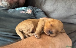 Cavapoo dogs for sale: Cavapoo puppies  - Image 9