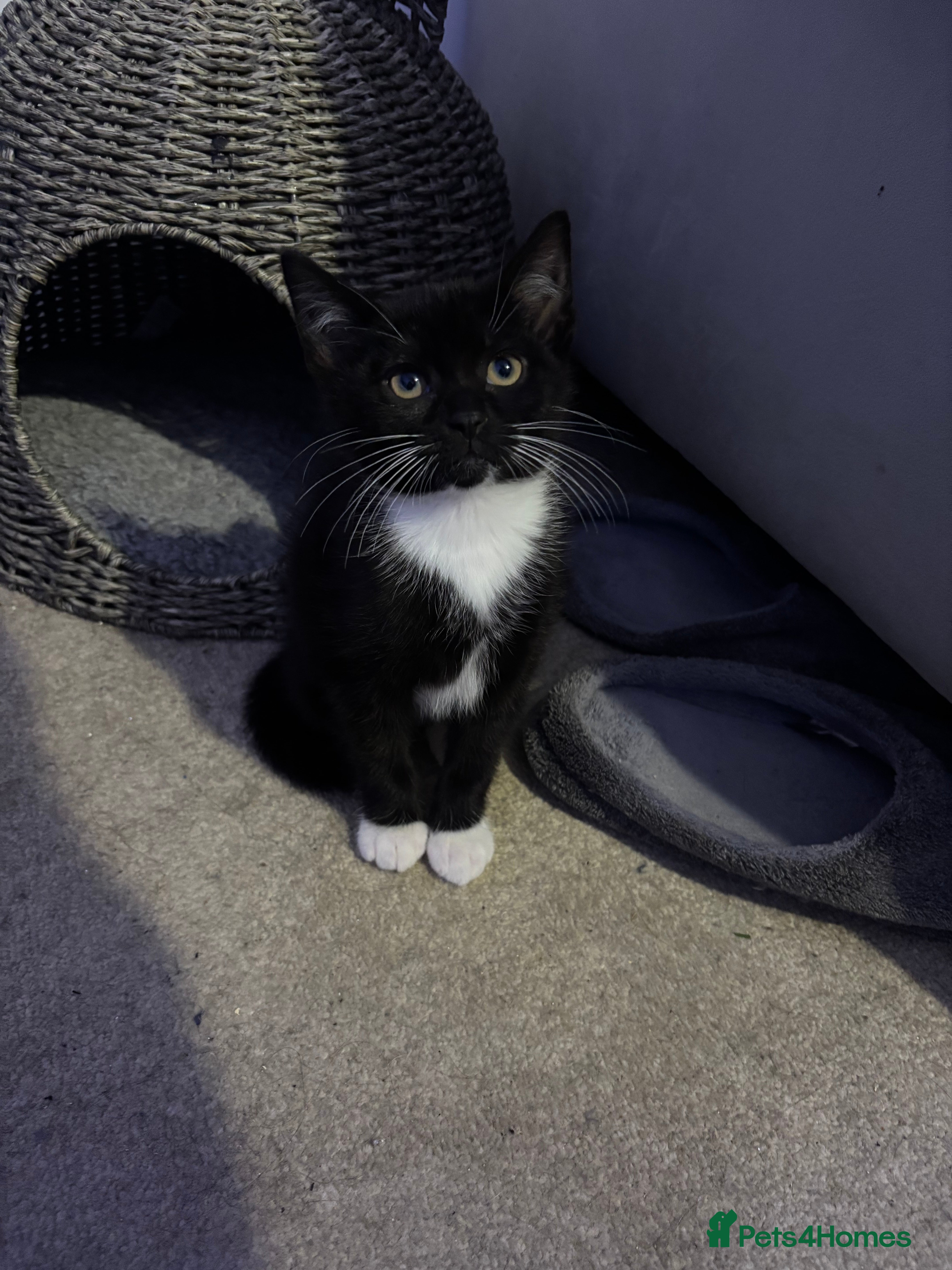 British Shorthair cats Kitten for sale  - Advert 1