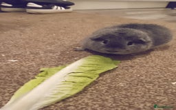 Guinea Pig rodents for sale: 2x male guinea pigs  - Image 2